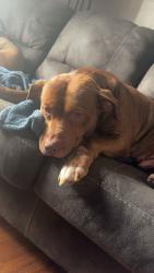 Lost Male Dog last seen Plymouth and navarre, Toledo, OH 43605