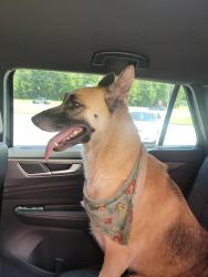 Reunited Unknown Dog last seen Happy Hill and Rt 1, South Chesterfield, VA 23834