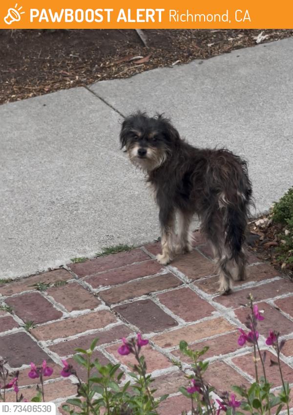 Found/Stray Unknown Dog last seen 35th Street & Esmond, Richmond, CA 94805