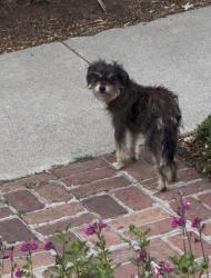 Found/Stray Unknown Dog last seen 35th Street & Esmond, Richmond, CA 94805