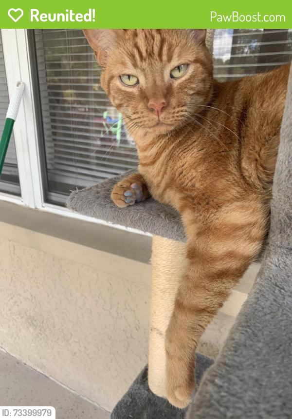 Reunited Male Cat last seen Canterbury lake blvd, Tampa, FL 33619