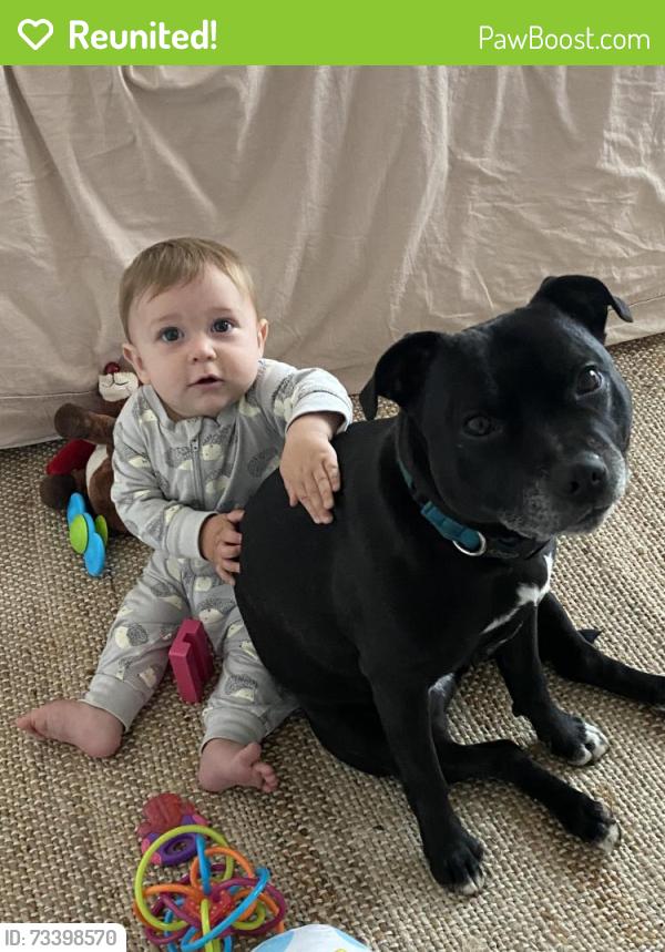 Reunited Female Dog last seen Ocean Gate and 135th St, Hawthorne, CA 90250