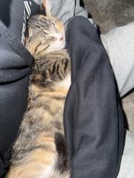 Lost Female Cat last seen Edgarton, Saint Paul, MN 55130