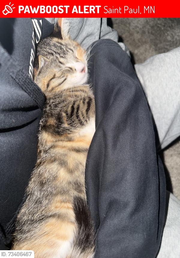 Lost Female Cat last seen Edgarton, Saint Paul, MN 55130