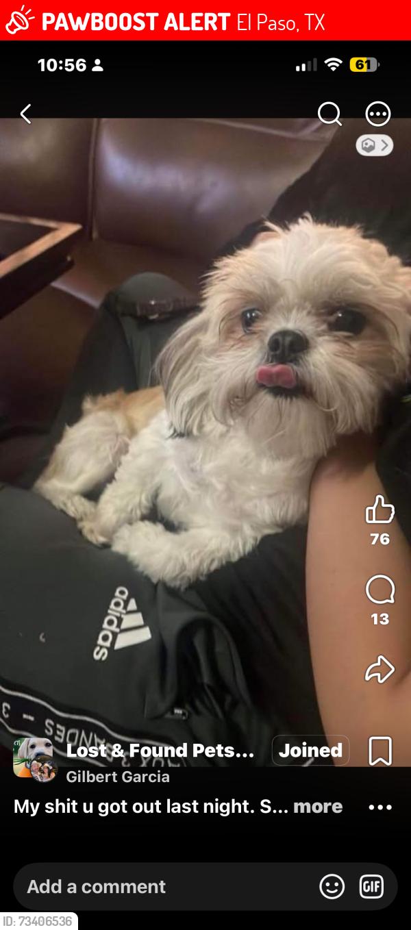 Lost Female Dog last seen Ventanas and hidden creek, El Paso, TX 79938