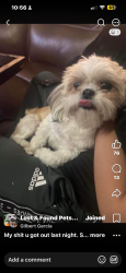 Lost Female Dog last seen Ventanas and hidden creek, El Paso, TX 79938