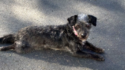 Lost Female Dog last seen Richmond Parkway- Near Starbuck, Richmond, CA 94806