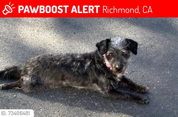 Lost Female Dog last seen Richmond Parkway- Near Starbuck, Richmond, CA 94806