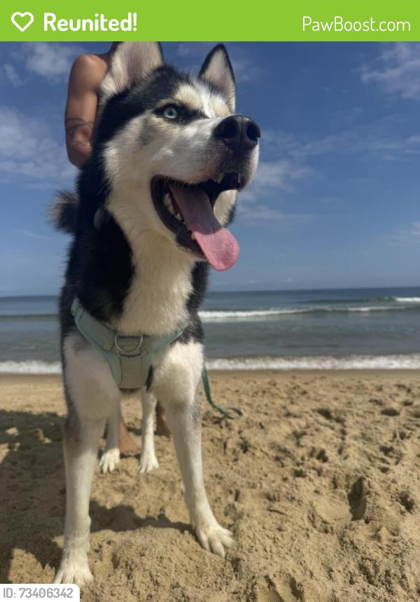 Reunited Male Dog last seen by the beach closer to the rocks, Norfolk, VA 23518