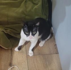 Found/Stray Male Cat last seen Under the bridge by Center City and Mesa Rock, near the three person memorial, Escondido, CA 92026