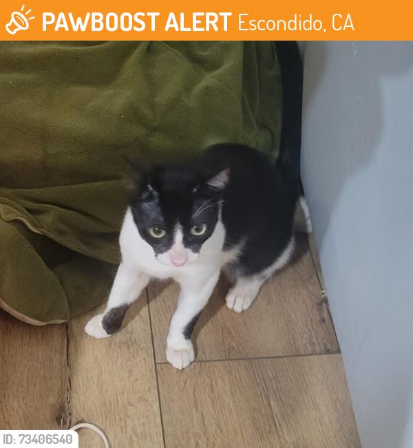 Found/Stray Male Cat last seen Under the bridge by Center City and Mesa Rock, near the three person memorial, Escondido, CA 92026