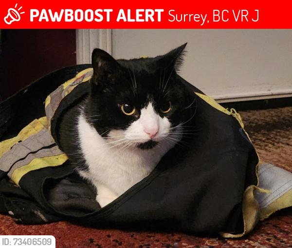 Lost Male Cat last seen Near a st surrey bc, Surrey, BC V3R 5J2