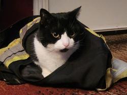Lost Male Cat last seen Near a st surrey bc, Surrey, BC V3R 5J2