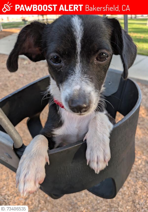Lost Female Dog last seen Jefferson and gage , Bakersfield, Bakersfield, CA 93305
