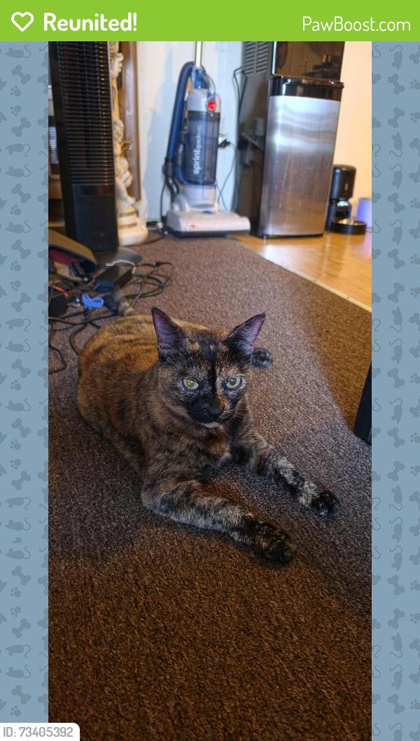 Reunited Female Cat last seen 1st and Madison, Los Angeles, CA 90004