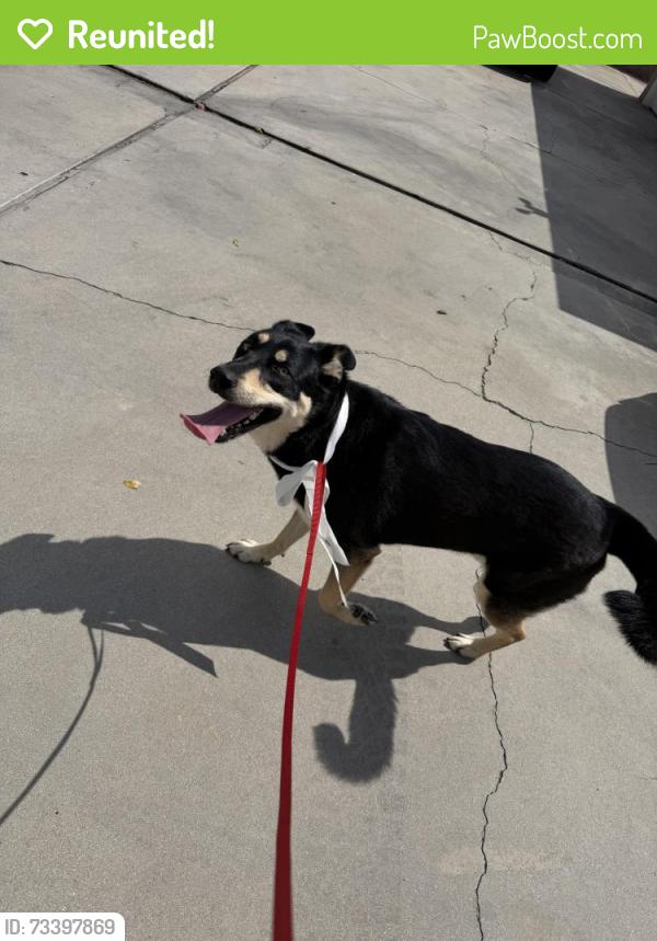 Reunited Female Dog last seen Howard ave. & Noel, Los Alamitos, CA 90720