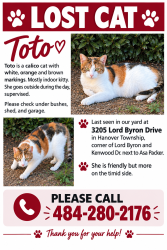 Lost Female Cat last seen Kenwood drive, Bethlehem, PA 18017