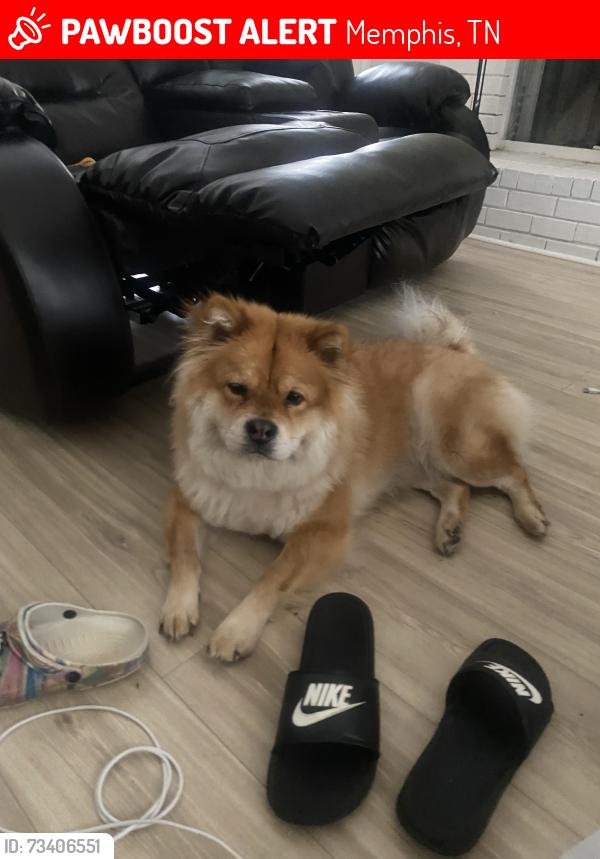Lost Female Dog last seen Near Timber dr, Memphis, TN 38141