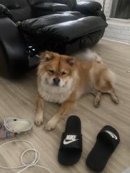 Lost Female Dog last seen Near Timber dr, Memphis, TN 38141