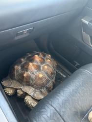 Found/Stray Unknown Reptile last seen Highway 52, Erie, CO 80516