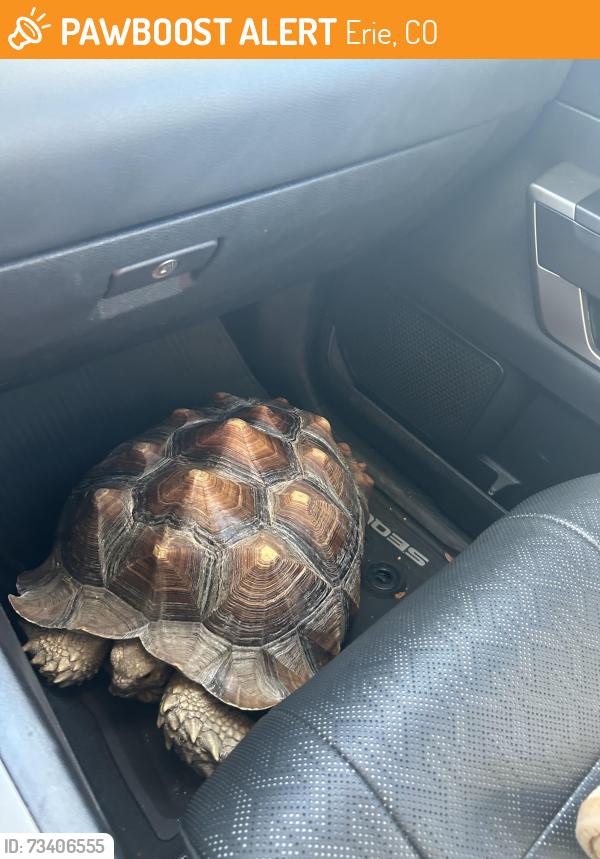 Found/Stray Unknown Reptile last seen Highway 52, Erie, CO 80516