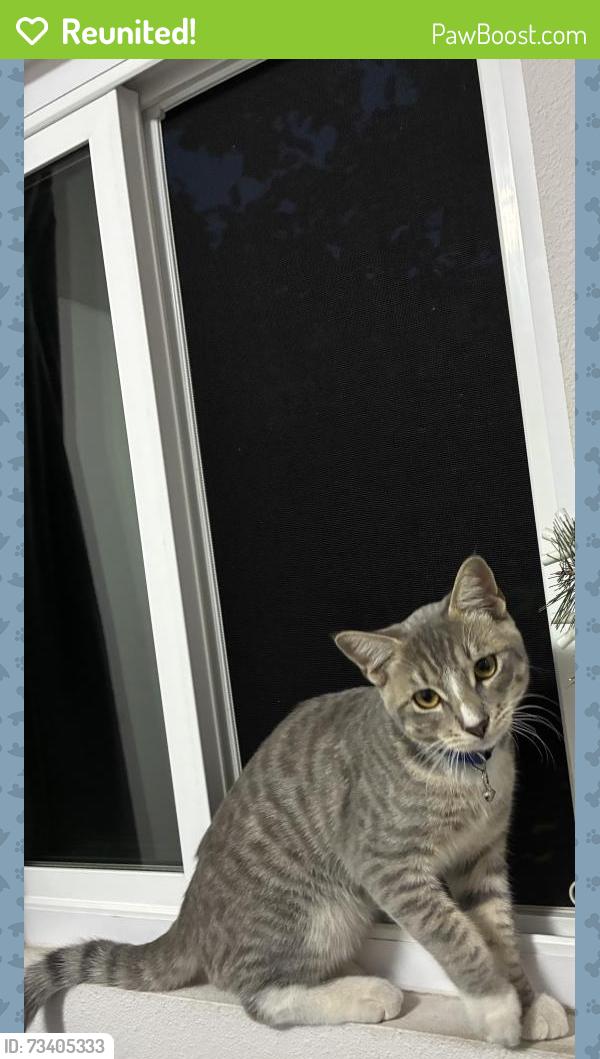 Reunited Male Cat last seen Maple and vineyard, San Marcos, CA 92069