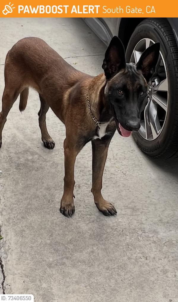 Found/Stray Male Dog last seen Garden view Ave, South Gate, CA 90280