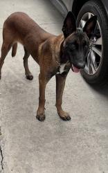Found/Stray Male Dog last seen Garden view Ave, South Gate, CA 90280