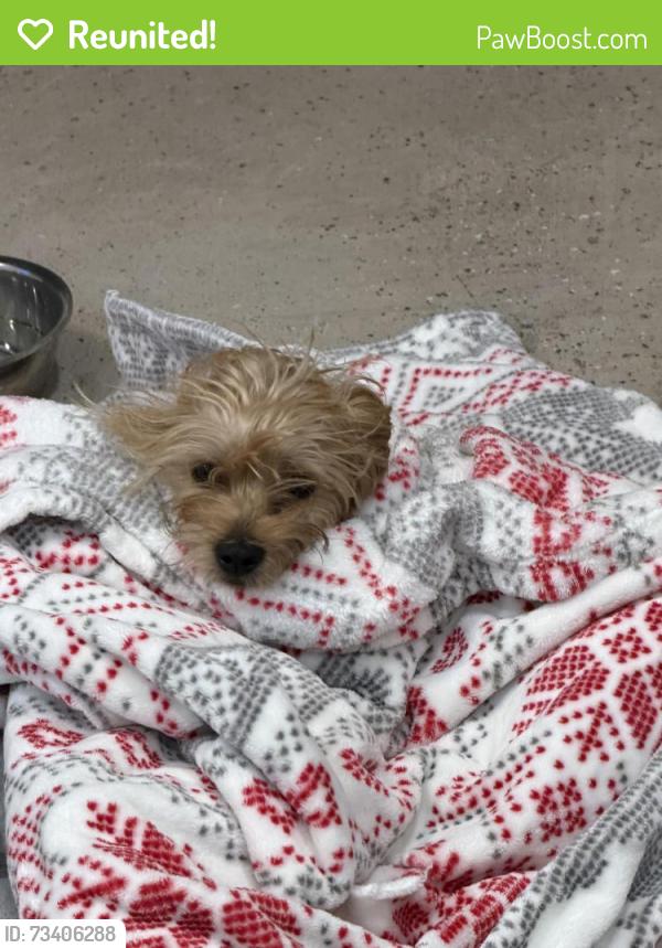 Reunited Unknown Dog last seen Towngate Movie Theater, Moreno Valley, CA 92553