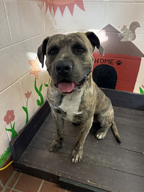 Shelter Stray Male Dog last seen , 31044 Charlie Canyon Rd, Castaic, CA 91384, USA