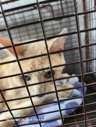 Shelter Stray Male Cat last seen Near BLOCK ABSHIRE ST, 4710 TX-151, San Antonio, TX 78227, USA