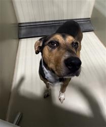 Shelter Stray Female Dog last seen KELSO VALLEY/ HIGHWAY 178 WELDON CA 93283, 3951 Fruitvale Ave, Bakersfield, CA 93308, USA