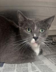 Shelter Stray Female Cat last seen , 3201 Lacy St, Los Angeles, CA 90031, USA