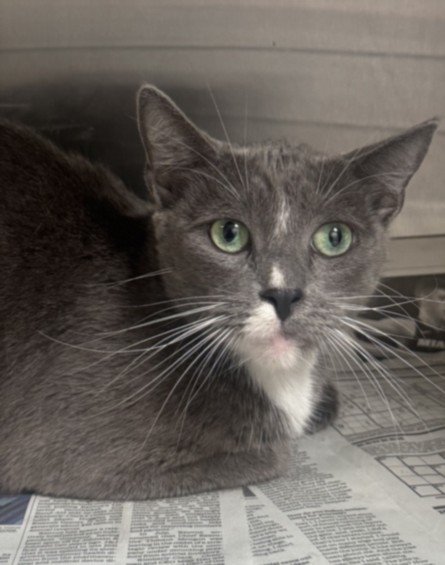 Shelter Stray Female Cat last seen , 3201 Lacy St, Los Angeles, CA 90031, USA