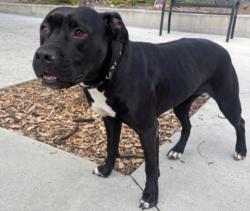 Shelter Stray Female Dog last seen , 957 N Gaffey St, San Pedro, CA 90731, USA