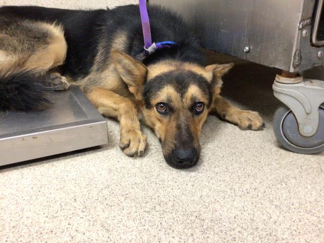 Shelter Stray Male Dog last seen MISSION BLVD/FELSPAR ST, 6851 Van Buren Boulevard, Jurupa Valley, CA 92509, USA