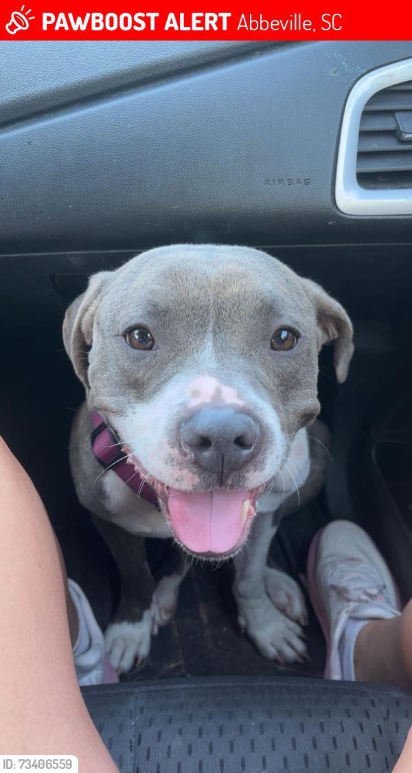 Lost Female Dog last seen Fire tower in West Abbeville, Abbeville, SC 29620