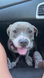 Lost Female Dog last seen Fire tower in West Abbeville, Abbeville, SC 29620