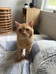 Shelter Stray Male Cat last seen CHARLOTTE, 8315 Byrum Dr, Charlotte, NC 28217, USA