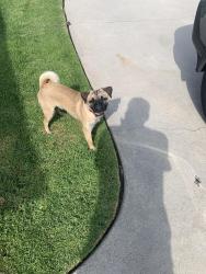 Found/Stray Unknown Dog last seen Casmalia/Lilac, Rialto, CA 92376