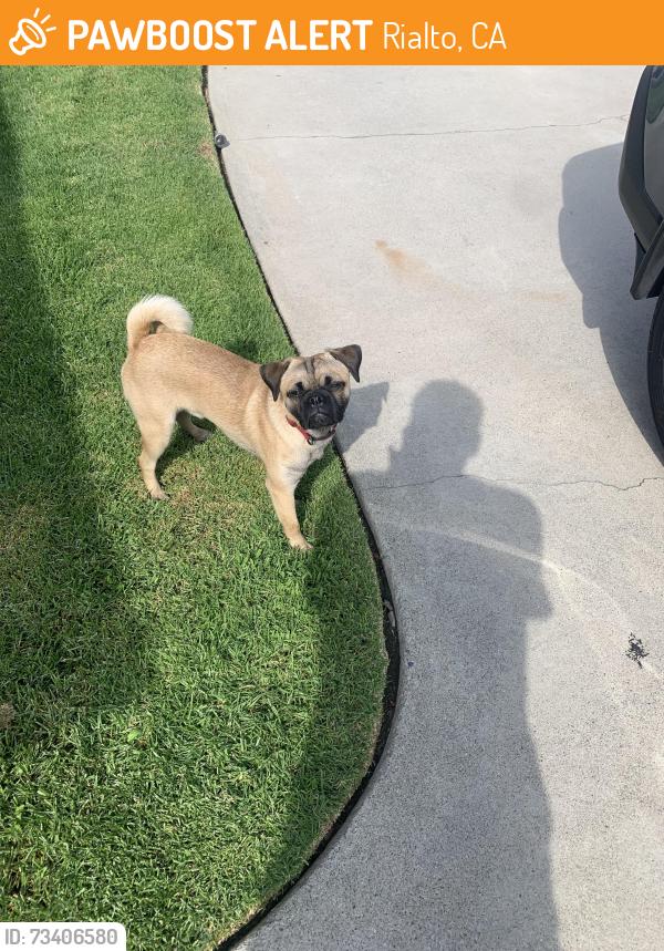 Found/Stray Unknown Dog last seen Casmalia/Lilac, Rialto, CA 92376