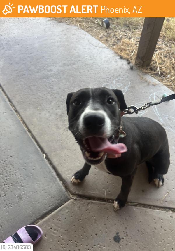 Found/Stray Female Dog last seen 30th Ave & Christy, Phoenix, AZ 85029