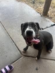 Found/Stray Female Dog last seen 30th Ave & Christy, Phoenix, AZ 85029
