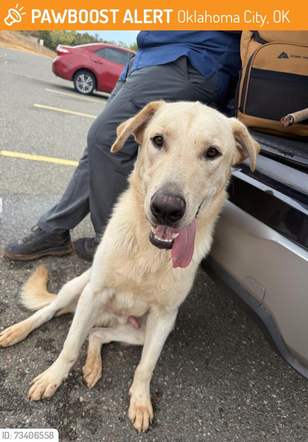 Found/Stray Male Dog last seen At lake Stanley park recreation area point 10, Oklahoma City, OK 73165