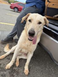 Found/Stray Male Dog last seen At lake Stanley park recreation area point 10, Oklahoma City, OK 73165