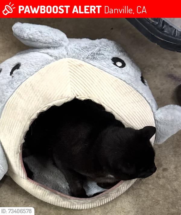 Lost Male Cat last seen del amigo and clipper hill danville, Danville, CA 94526