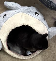Lost Male Cat last seen del amigo and clipper hill danville, Danville, CA 94526