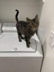 Found/Stray Female Cat last seen Copper Basin, San Tan Valley, AZ 85143