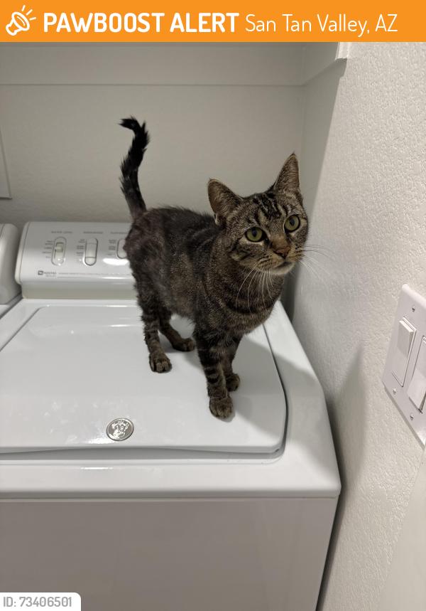 Found/Stray Female Cat last seen Copper Basin, San Tan Valley, AZ 85143
