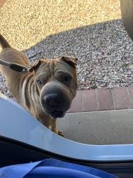 Reunited Male Dog last seen Islands drive and shumway, Gilbert, AZ 85233